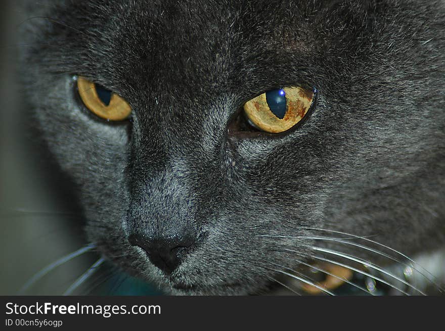 Portrait of a Blue Russian cat with big yellow eyes