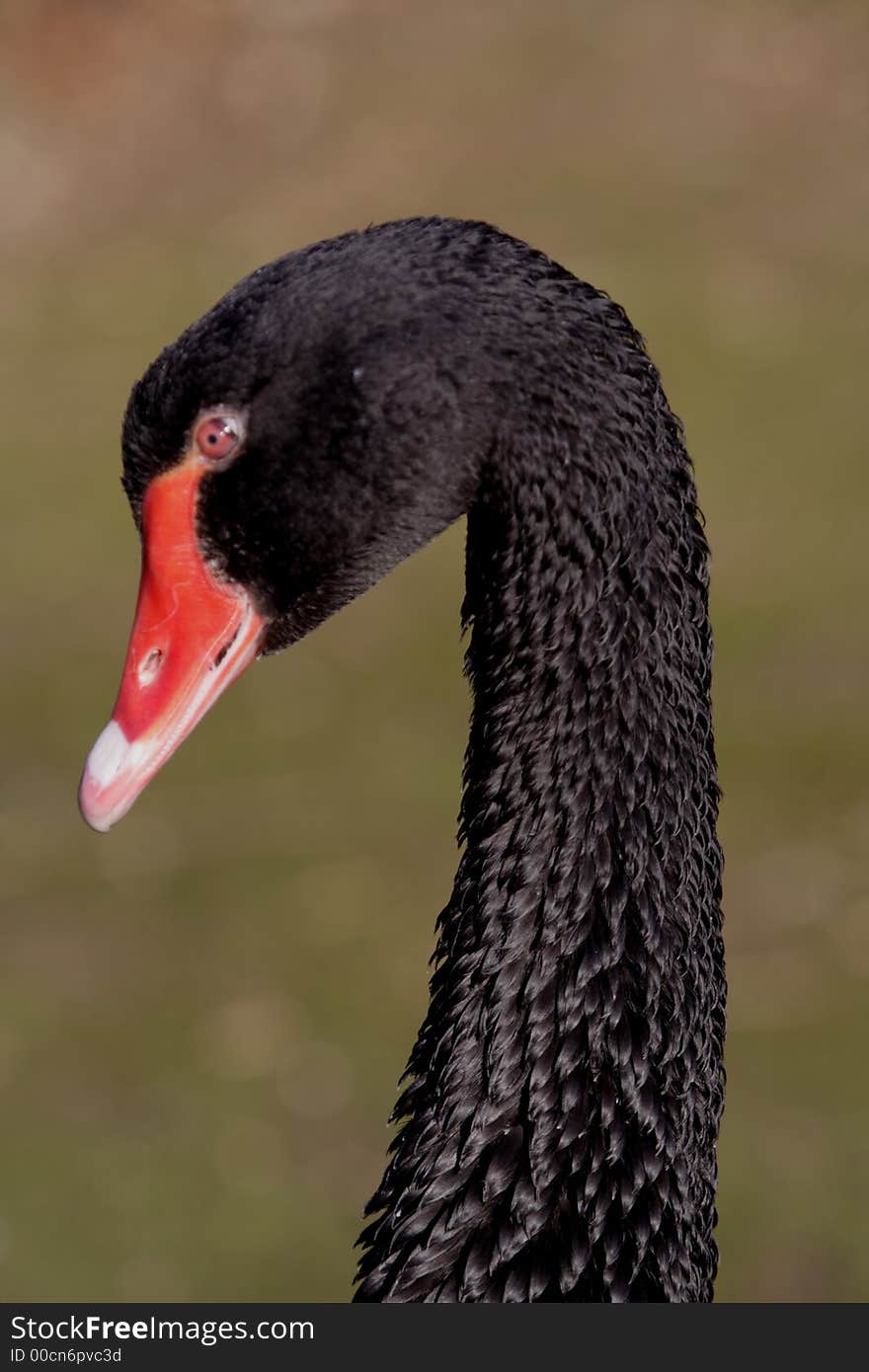 Black Swan (Cygnus Atratus)