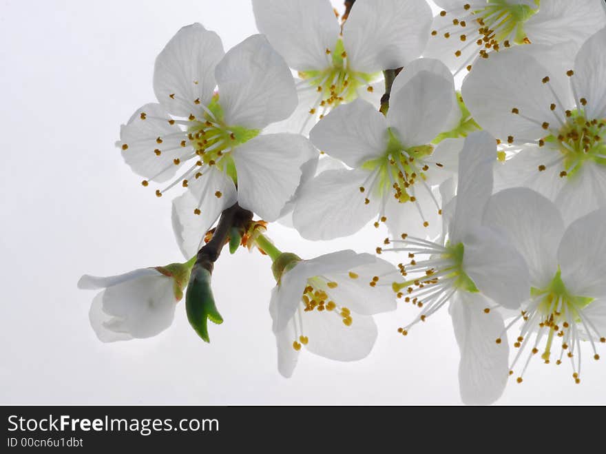 White blooms of mirabelle tree against white background