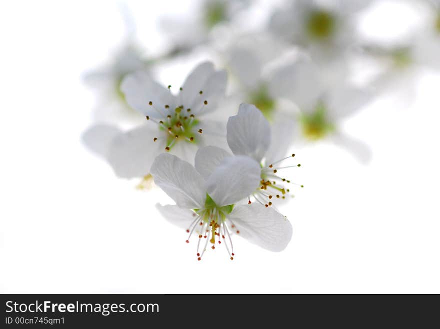 White flowers of mirabelle tree. White flowers of mirabelle tree