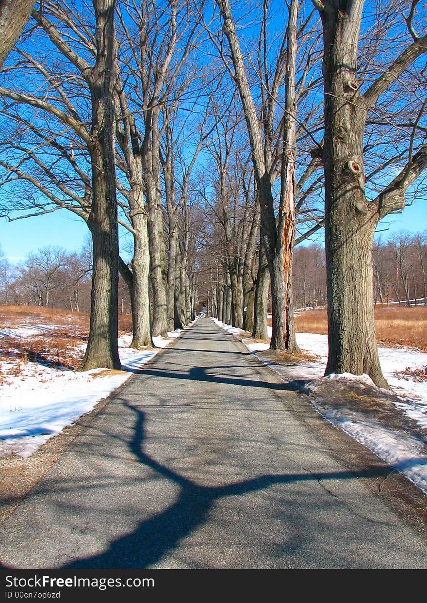 Ongoing road with treeline at a park. Ongoing road with treeline at a park