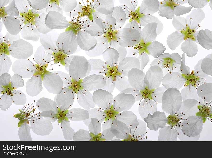 White flowers of mirabelle on white box