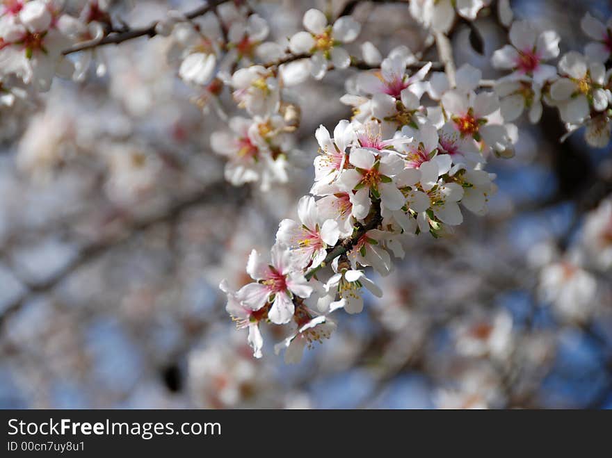 Plum white blossom flowers at late winter... Welcome Spring. Plum white blossom flowers at late winter... Welcome Spring.