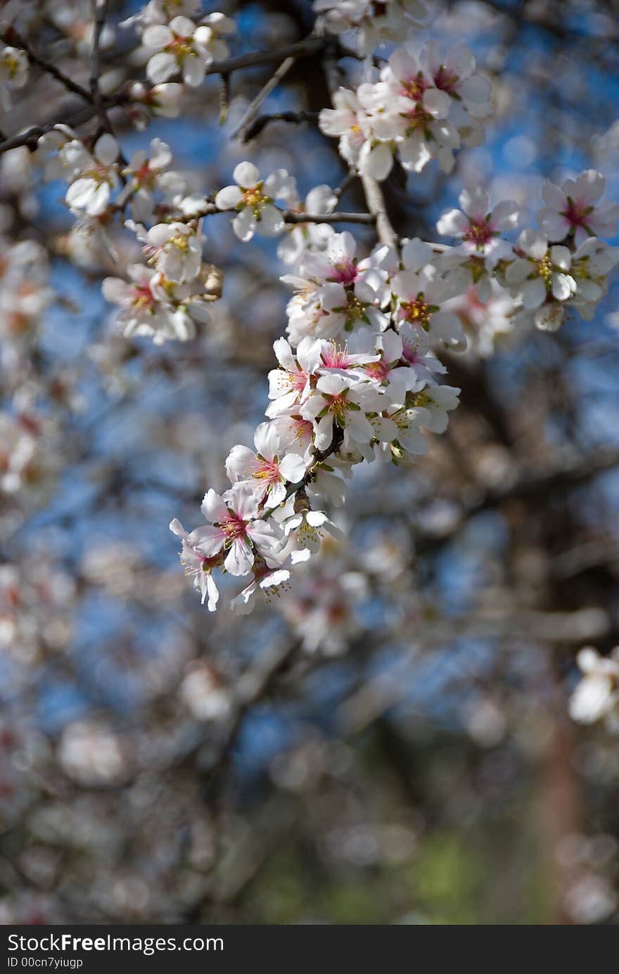 Plum white blossom flowers at late winter... Welcome Spring. Plum white blossom flowers at late winter... Welcome Spring.