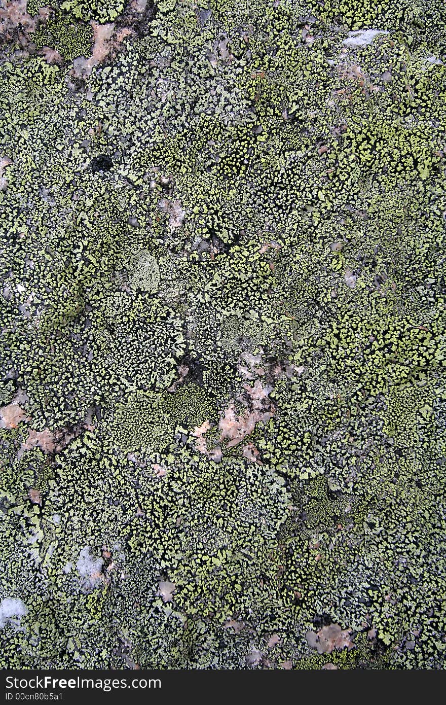 Texture. green moss on granite. Texture. green moss on granite