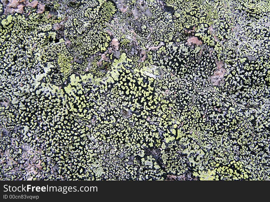 Texture mossy granite