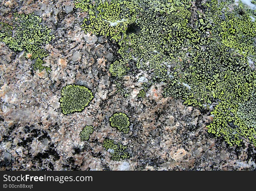 Texture. green moss on granite. Texture. green moss on granite