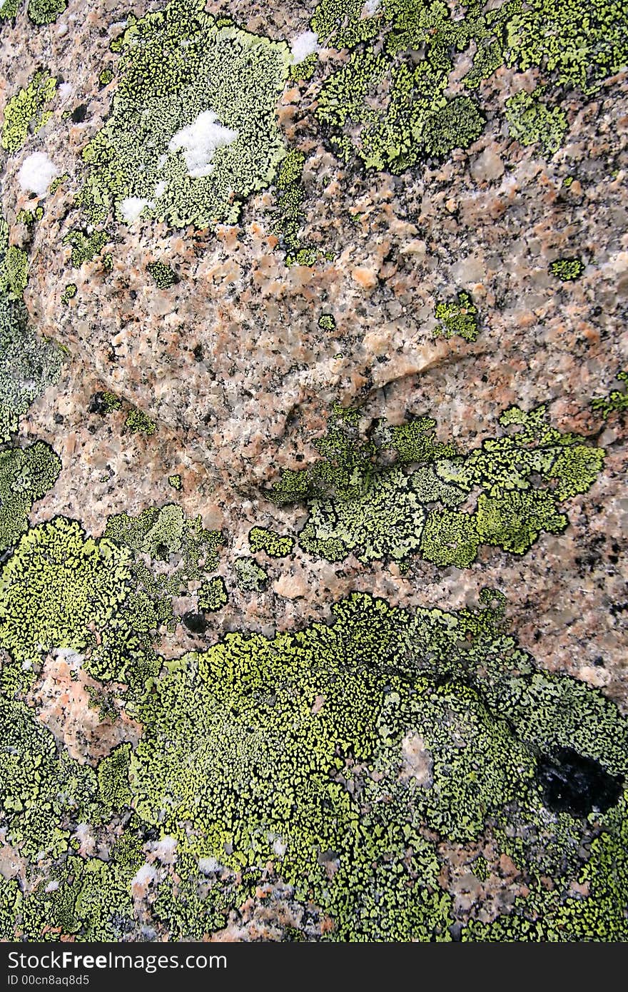 Texture. green moss on granite. Texture. green moss on granite