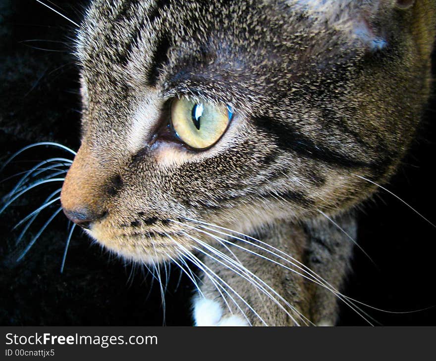 Tabby cat profile showing her greenish eyes. Tabby cat profile showing her greenish eyes