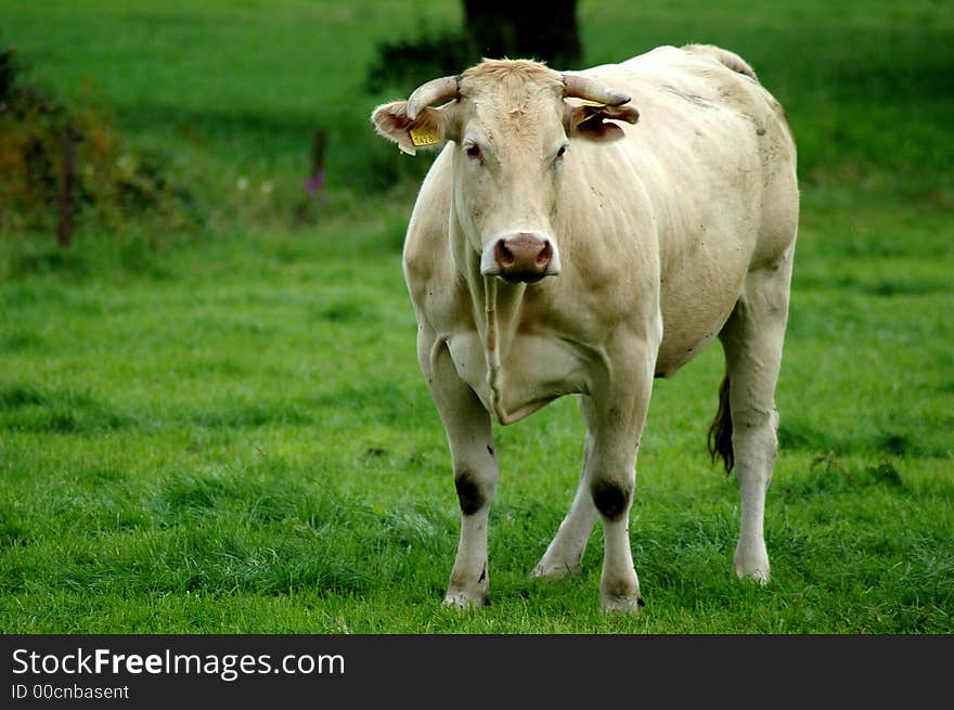 Cow in the grass