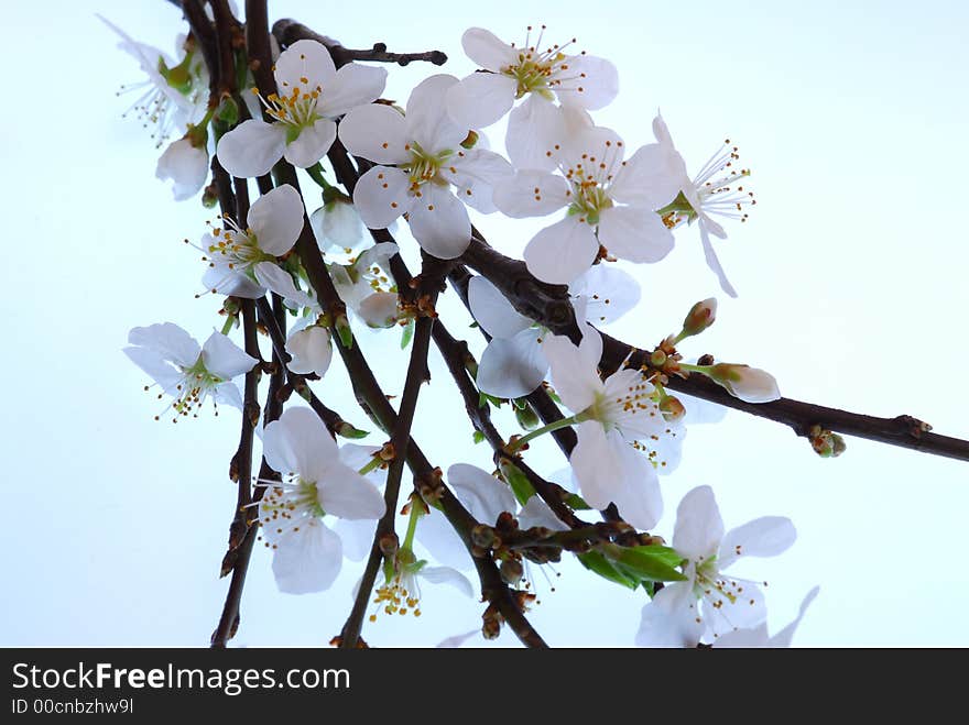 Mirabelle blooms against blue sky