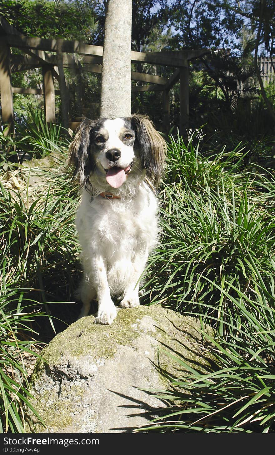 Mixed breed street rescued dog on a rock. Mixed breed street rescued dog on a rock