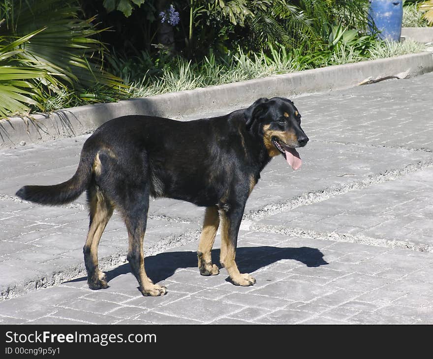 Pure breed beaucheron dog standing up