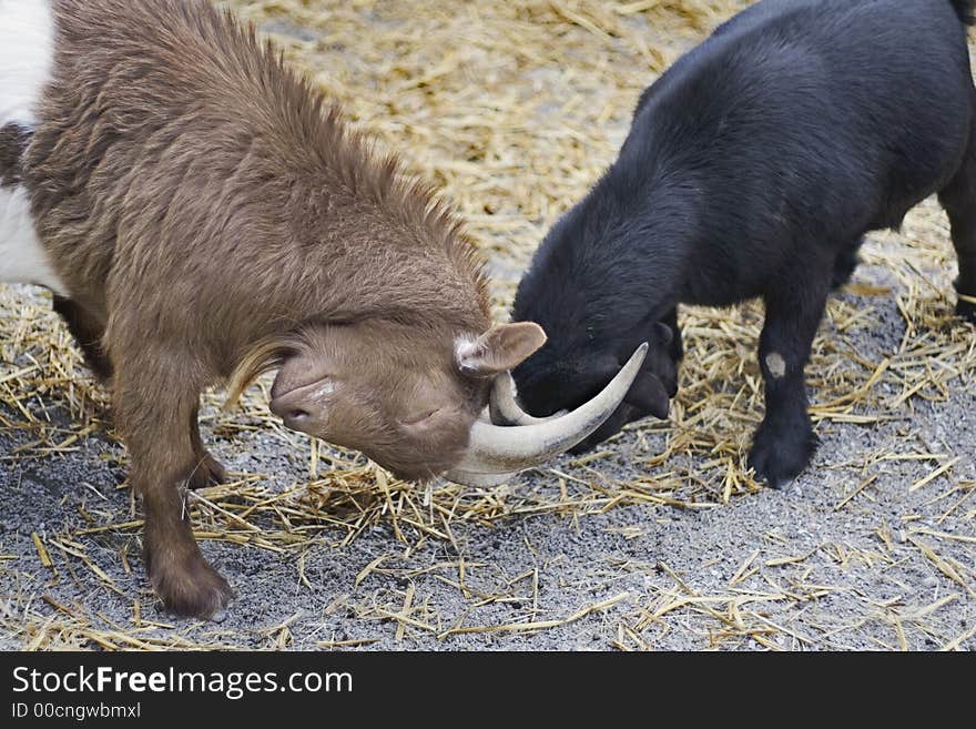 African Goats Playing