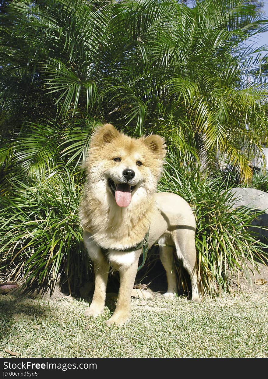 LIon like mixed breed dog in a park. LIon like mixed breed dog in a park