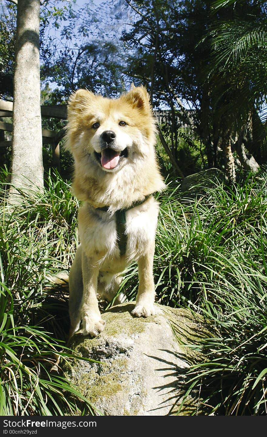 Lion like dog standing on a rock. Lion like dog standing on a rock