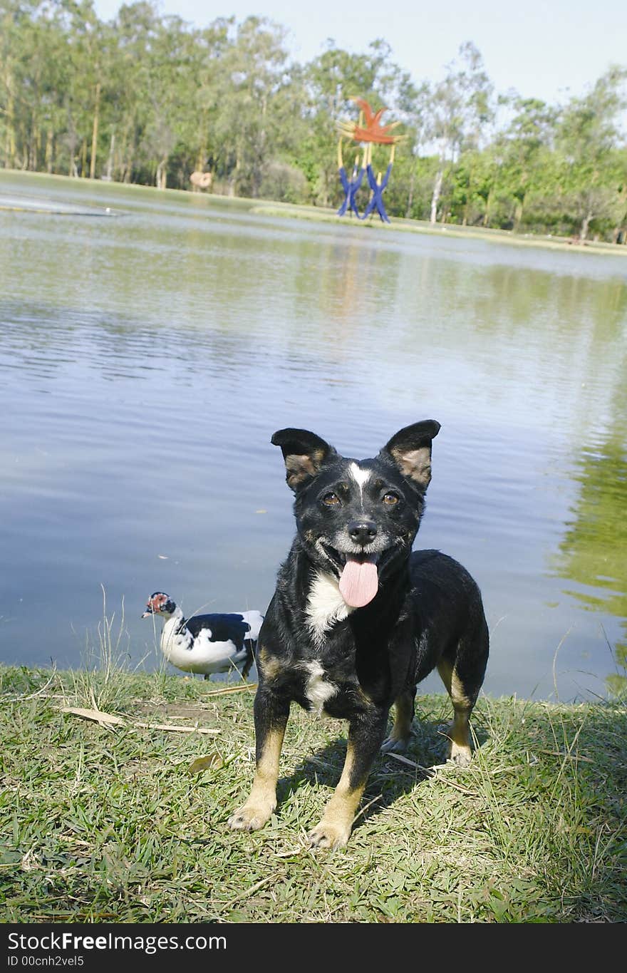 Mixed breed black dog by a lake. Mixed breed black dog by a lake