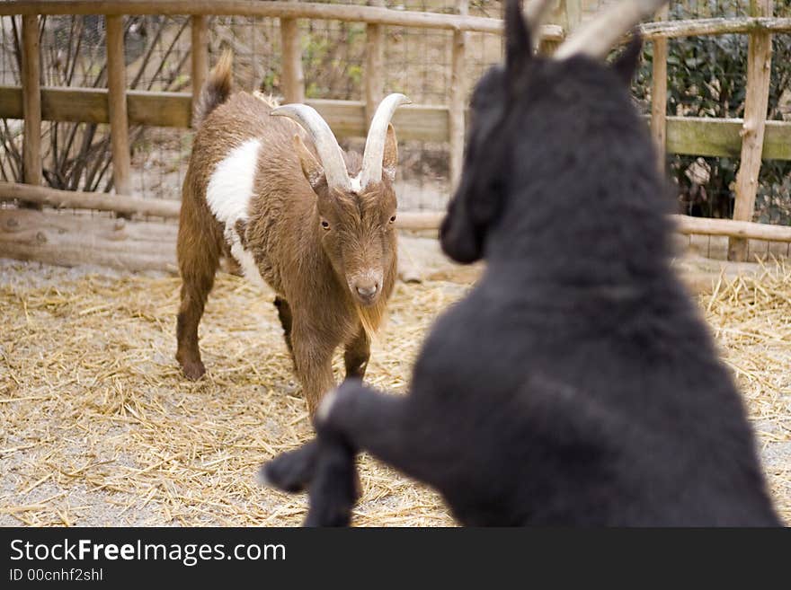 African Goats doing battle