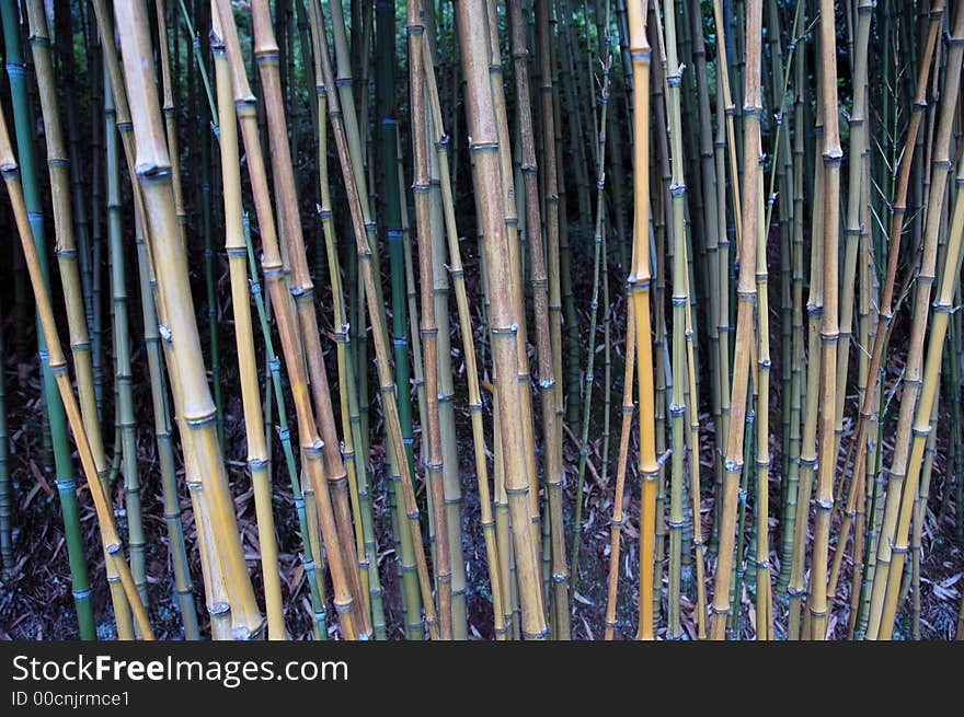 Bamboo Forest