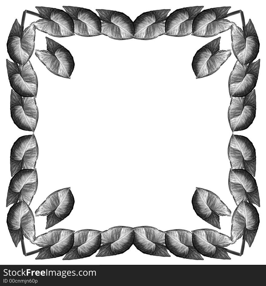 Framework from leaves Syngonium (Square)