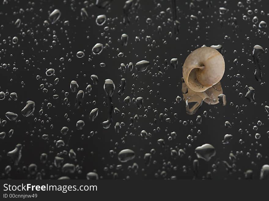 Water drops and shell on wet chromium  sheet of steel, (studio, halogen light). Water drops and shell on wet chromium  sheet of steel, (studio, halogen light).