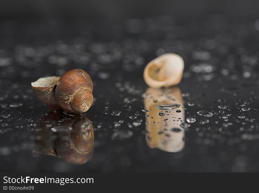 Still life with two shells.