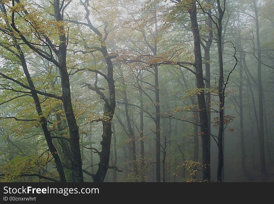 Fog and colors - autumn combination. Fog and colors - autumn combination.