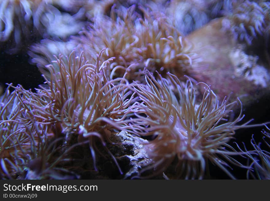 Corals movement, anemones in neon light