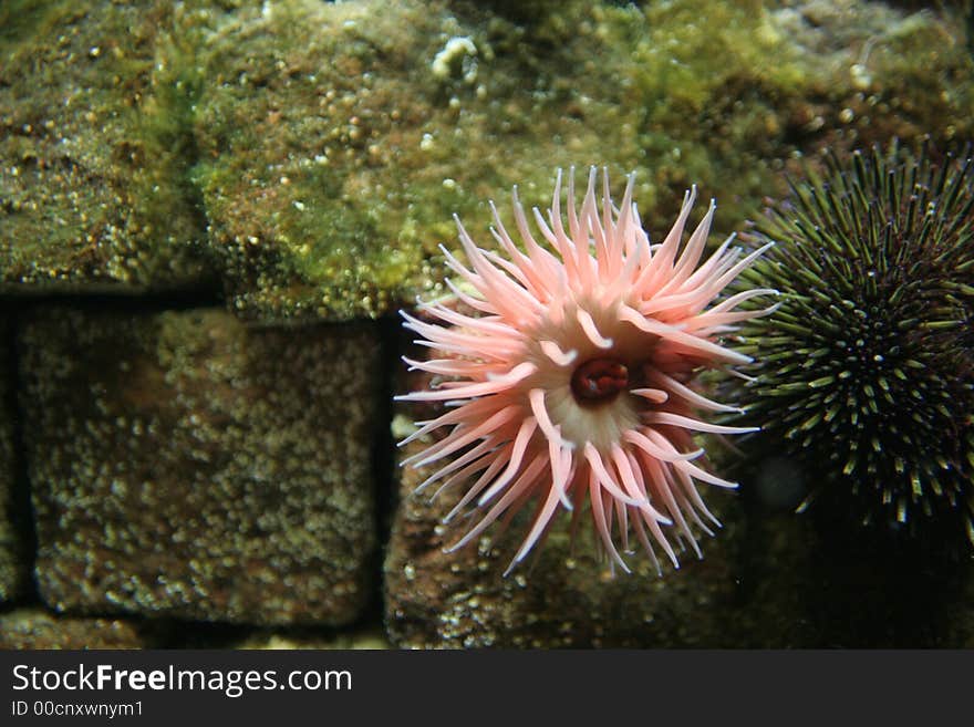 Corals movement, pink anemone in light