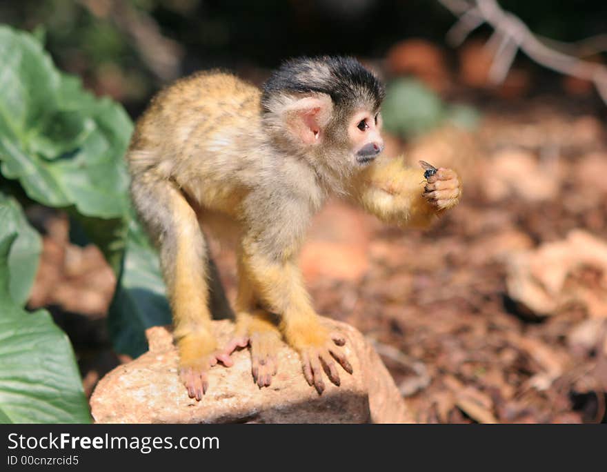 Little squirrel-monkey has captured fly and ready to eat it. Little squirrel-monkey has captured fly and ready to eat it