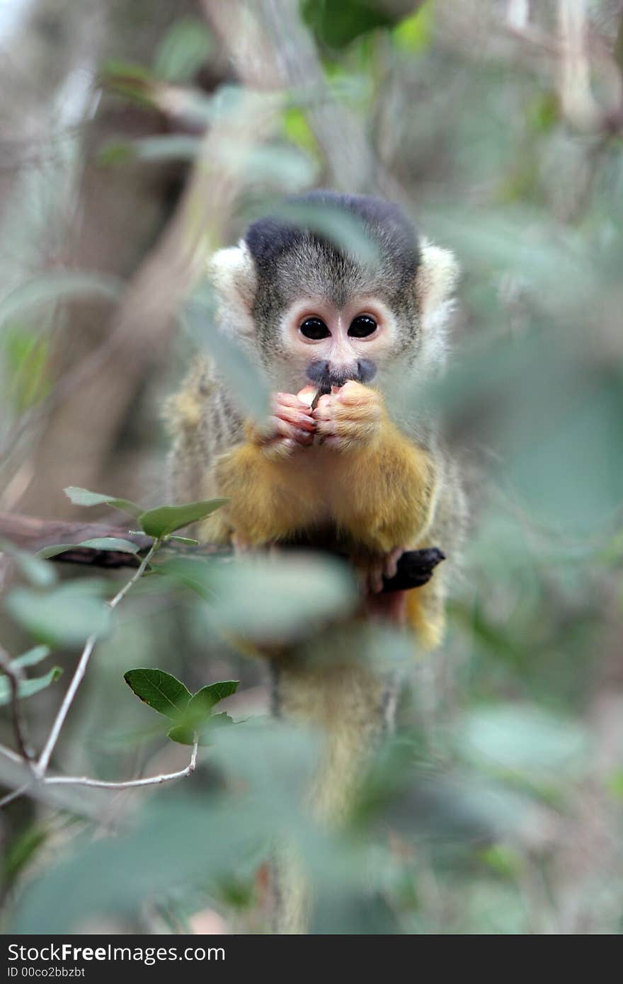 Squirrel monkey hiding behind the leaves