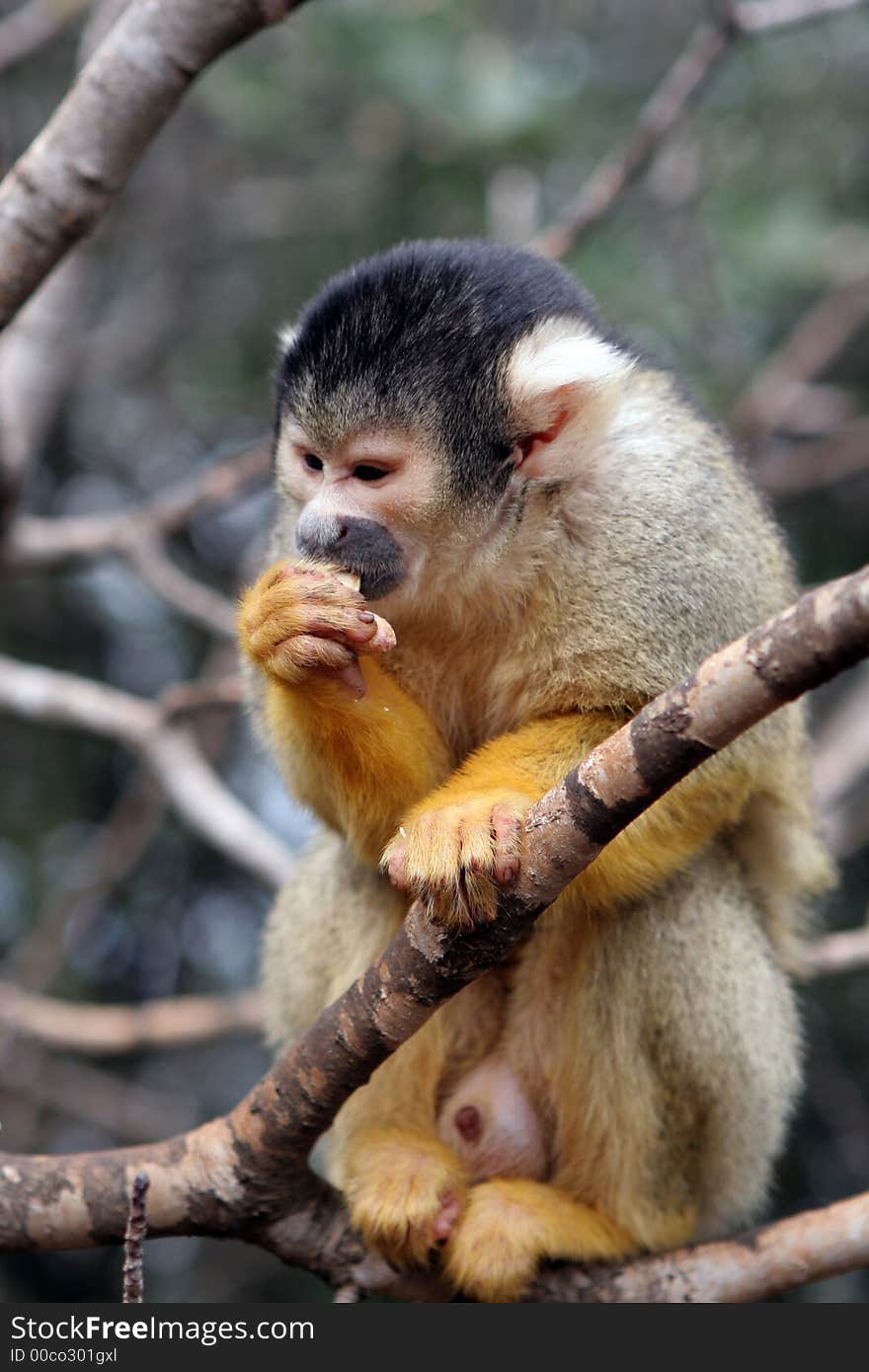 Female monkey eating the nuts