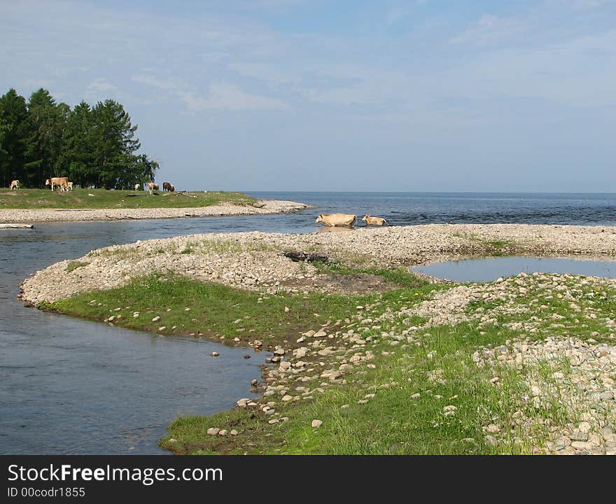 Landscape With Cows Fording River