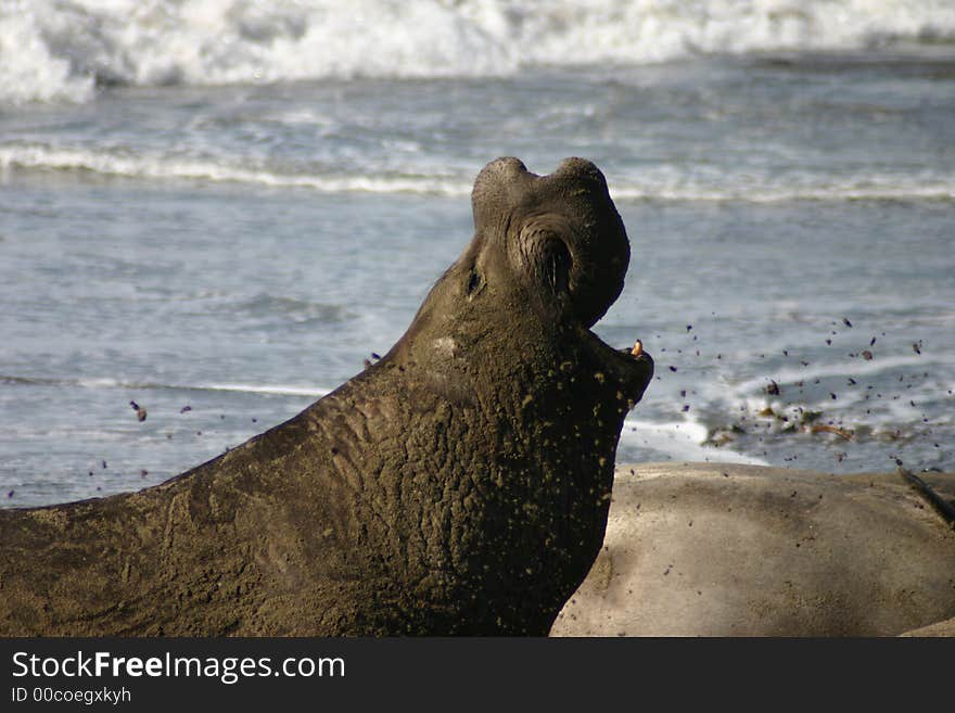 Proud Elephant Seal