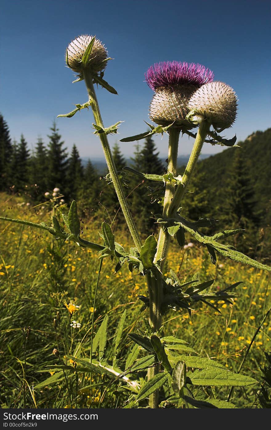 Mountain thistle growing on meadow in Slovakia