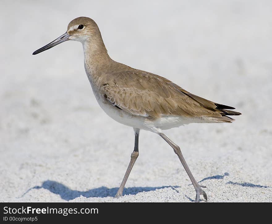 A young Willet taking a leisurely stroll on the beach in Florida