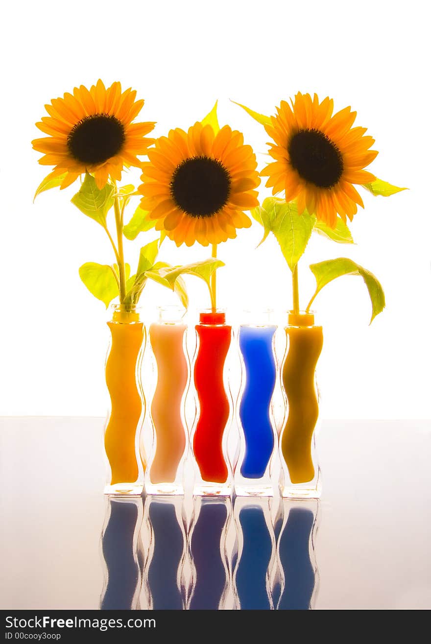 Colourful helianthus