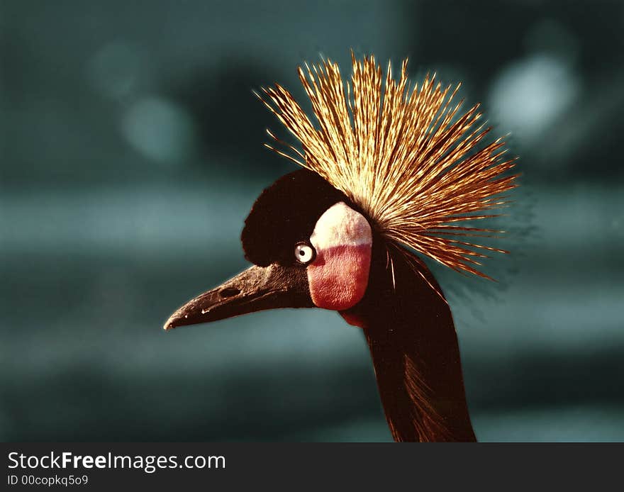 Zoom of a crowned crane's head