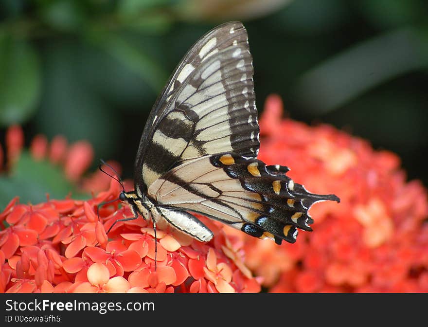 Eastern Yellow Tiger Swallowtail