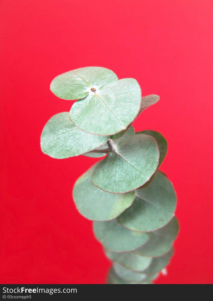 A green plant with unique round shaped leaves used for making bouquet. A green plant with unique round shaped leaves used for making bouquet