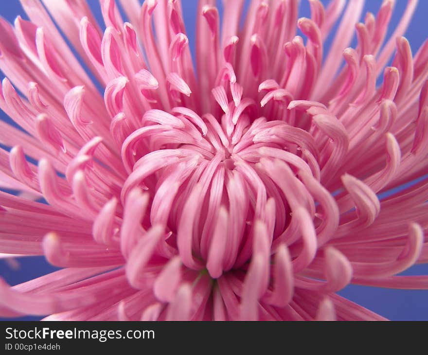 Purple daisy close up with a blue background