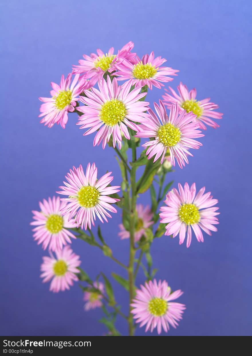 Daisy plant with small purple flowers set against a blue background. Daisy plant with small purple flowers set against a blue background