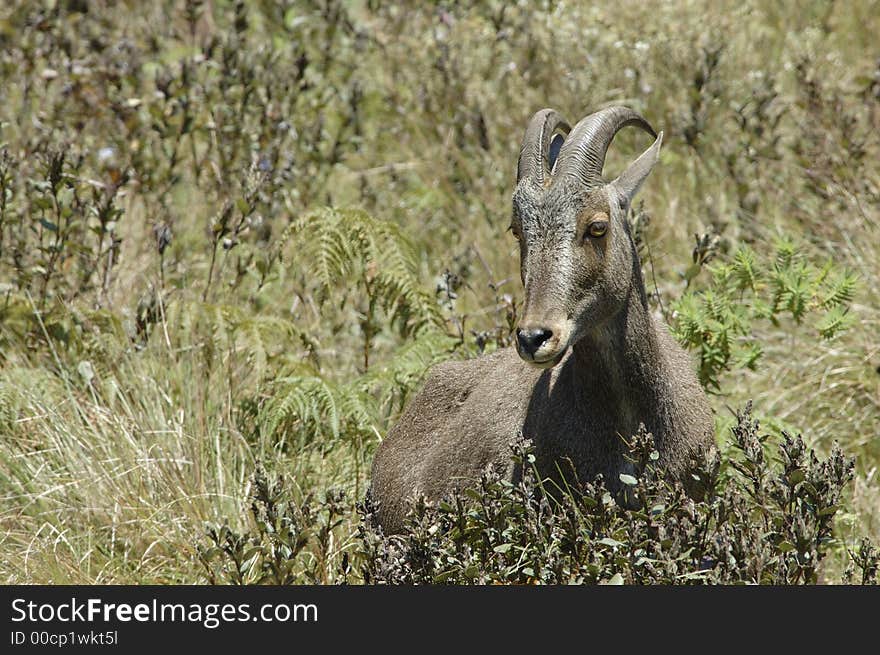 The endangered and rare species of Mountain Goat,Hemitragus hylocrius, at Eravikulam National Park, Kerala, India. The endangered and rare species of Mountain Goat,Hemitragus hylocrius, at Eravikulam National Park, Kerala, India