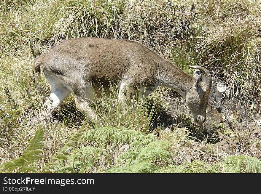 The endangered and rare species of Mountain Goat,Hemitragus hylocrius, at Eravikulam National Park, Kerala, India. The endangered and rare species of Mountain Goat,Hemitragus hylocrius, at Eravikulam National Park, Kerala, India