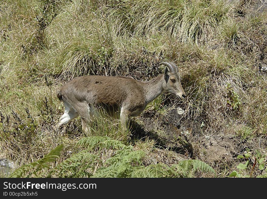 The endangered and rare species of Mountain Goat,Hemitragus hylocrius, at Eravikulam National Park, Kerala, India. The endangered and rare species of Mountain Goat,Hemitragus hylocrius, at Eravikulam National Park, Kerala, India