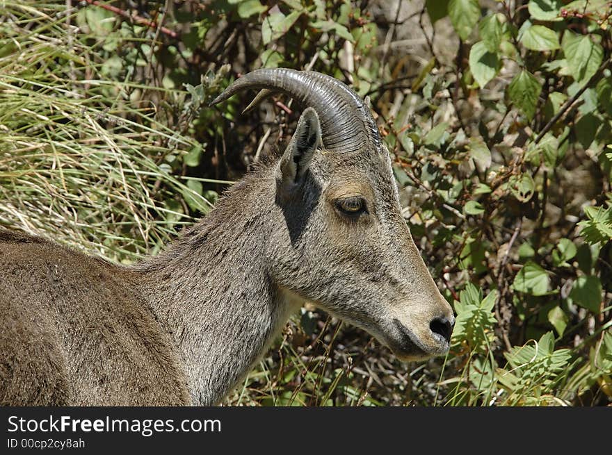 The endangered and rare species of Mountain Goat,Hemitragus hylocrius, at Eravikulam National Park, Kerala, India. The endangered and rare species of Mountain Goat,Hemitragus hylocrius, at Eravikulam National Park, Kerala, India