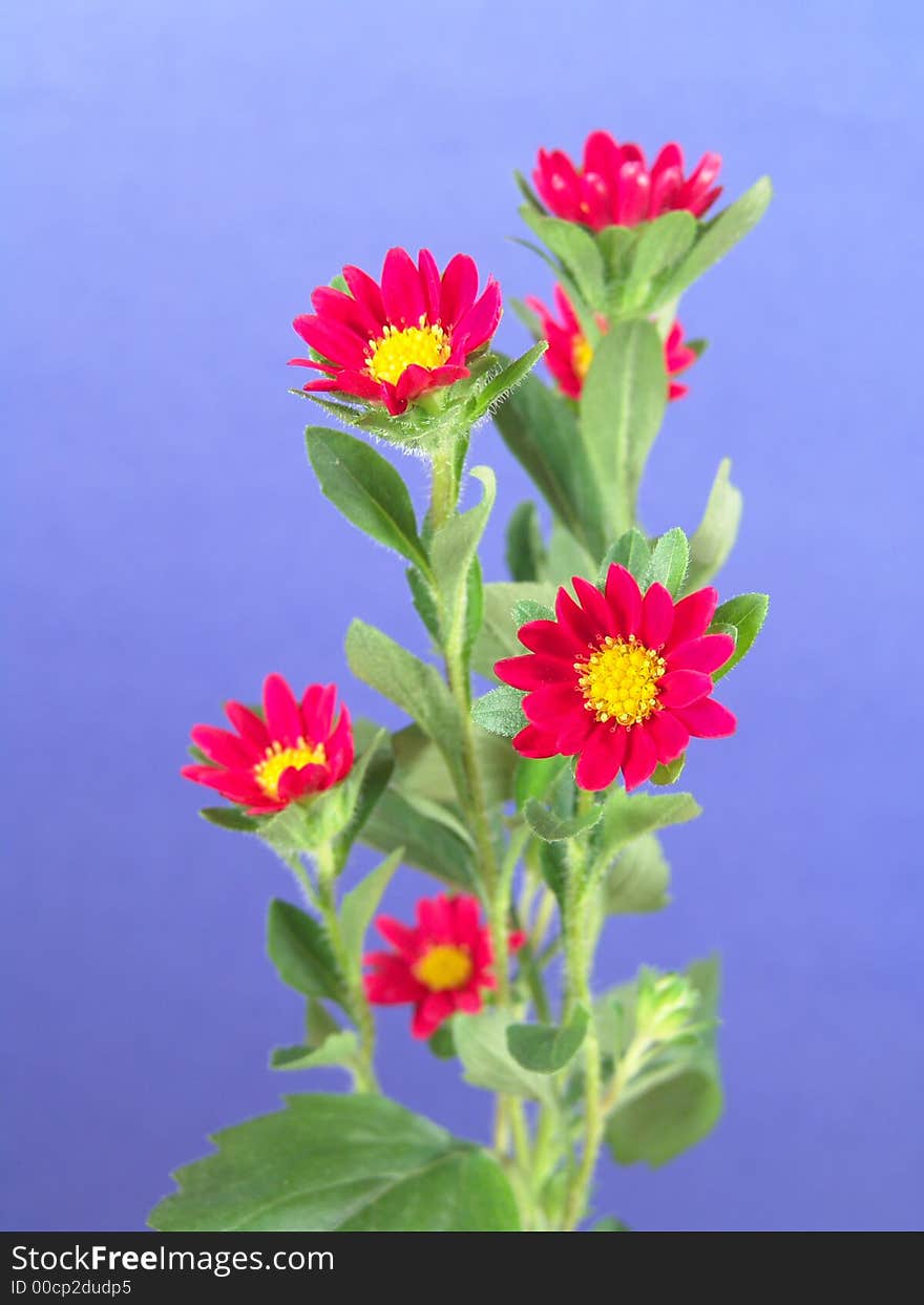 Daisy plant with small red and yellow flowers set against a blue background. Daisy plant with small red and yellow flowers set against a blue background