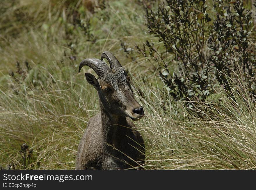 The endangered and rare species of Mountain Goat,Hemitragus hylocrius, at Eravikulam National Park, Kerala, India. The endangered and rare species of Mountain Goat,Hemitragus hylocrius, at Eravikulam National Park, Kerala, India