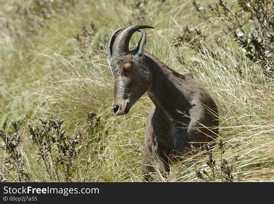 Nilgiri Tahr