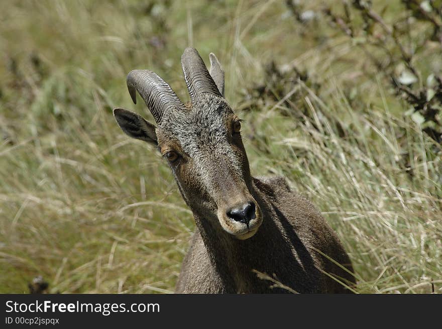 The endangered and rare species of Mountain Goat,Hemitragus hylocrius, at Eravikulam National Park, Kerala, India. The endangered and rare species of Mountain Goat,Hemitragus hylocrius, at Eravikulam National Park, Kerala, India